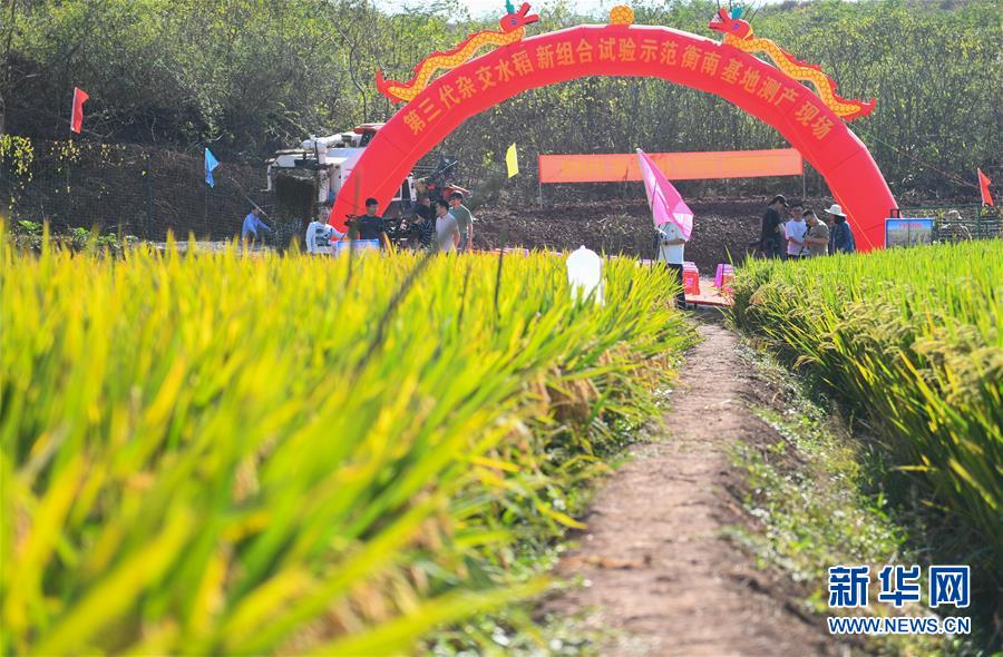（圖文互動(dòng)）（1）1046.3公斤！袁隆平第三代雜交水稻首次公開(kāi)測(cè)產(chǎn)