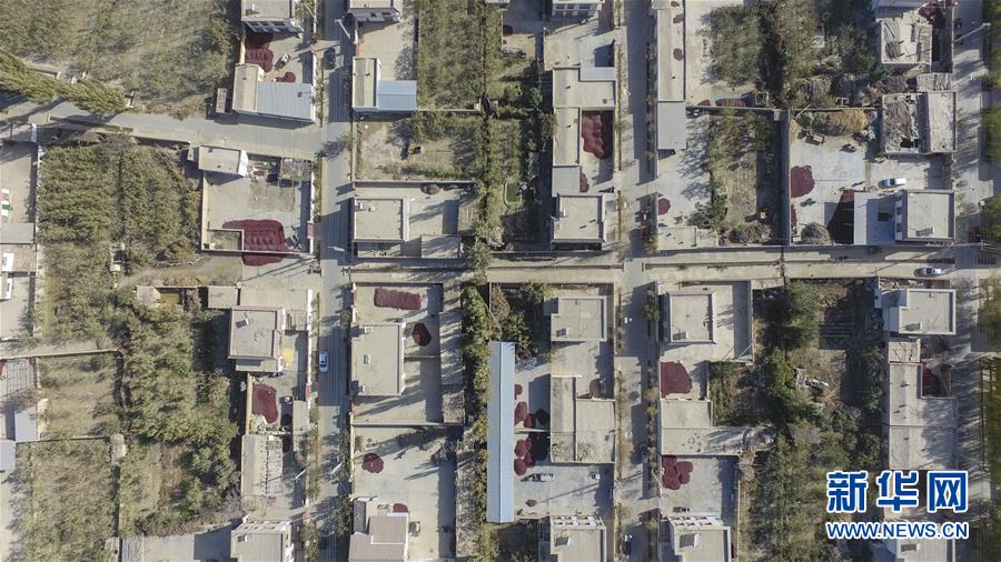 （新華全媒頭條）（3）沙海之邊一片紅&mdash;&mdash;一粒棗和&ldquo;第一大縣&rdquo;的故事