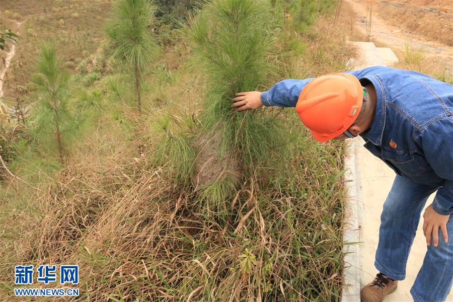 (生態(tài)文明建設(shè)·圖文互動(dòng))(3)粵北生態(tài)發(fā)展區(qū)筑牢粵港澳大灣區(qū)綠色屏障