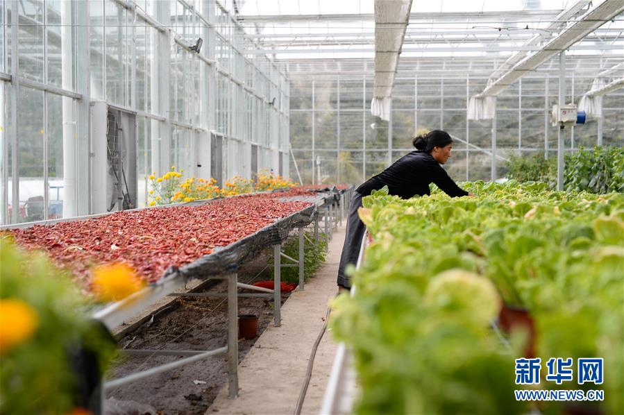 （新華全媒頭條&middot;圖文互動(dòng)）（13）格?；ㄩ_(kāi)滿(mǎn)天路&mdash;&mdash;寫(xiě)在川藏公路通車(chē)65周年之際