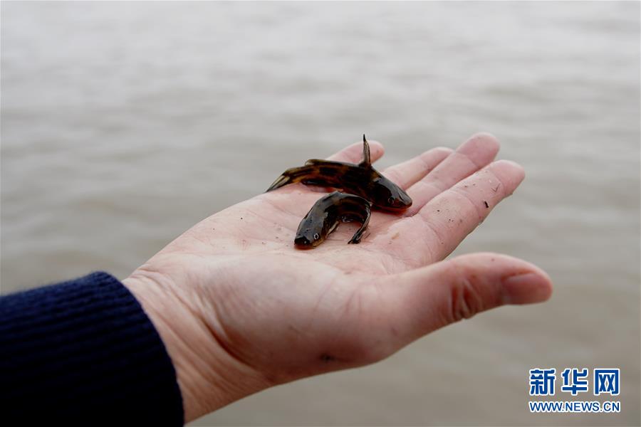 （圖文互動(dòng)）（3）長(zhǎng)江口生態(tài)修復(fù)見成效 水下長(zhǎng)出147公里&ldquo;人工魚礁&rdquo; 