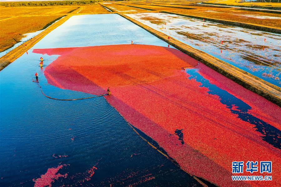 （脫貧攻堅&middot;圖文互動）（2）中國東極故事之五：蔓越莓為什么這樣紅？