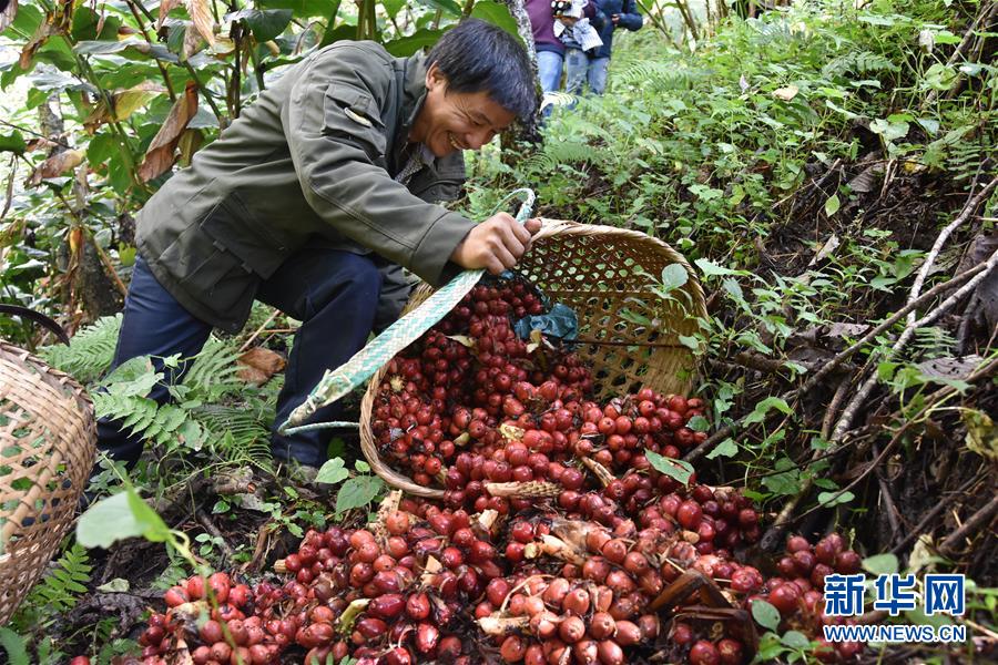 (在習(xí)近平新時(shí)代中國(guó)特色社會(huì)主義思想指引下——新時(shí)代新作為新篇章·總書(shū)記關(guān)切脫貧事·決勝貧困·圖文互動(dòng))(5)讓一方水土“富養(yǎng)”一方人——扶貧特色產(chǎn)業(yè)惠及千家萬(wàn)戶(hù)