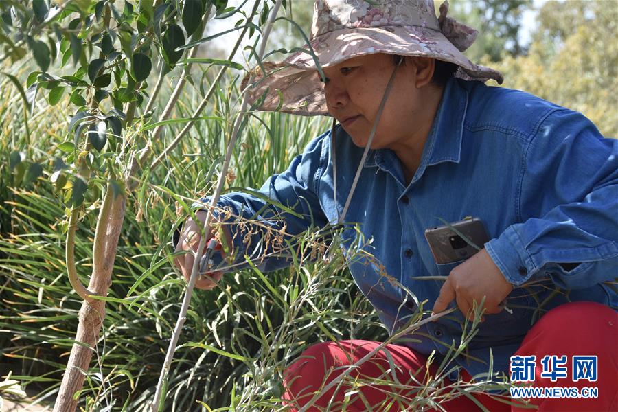 （新華全媒頭條&middot;圖文互動）（4）塔克拉瑪干的&ldquo;播綠使者&rdquo;&mdash;&mdash;中科院新疆生態(tài)與地理研究所高級工程師常青的故事