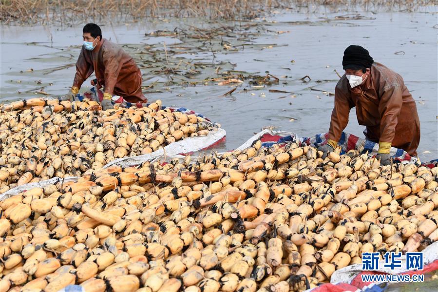 (經(jīng)濟(jì))(1)初春時(shí)節(jié)挖藕忙