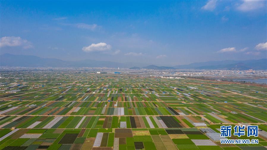 （抓好春耕備耕 穩(wěn)住農(nóng)業(yè)生產(chǎn)&middot;圖文互動(dòng)）（5）&ldquo;栽種的是菜苗，收獲的是希望&rdquo;&mdash;&mdash;云南蔬菜集散地通海縣春耕見(jiàn)聞 