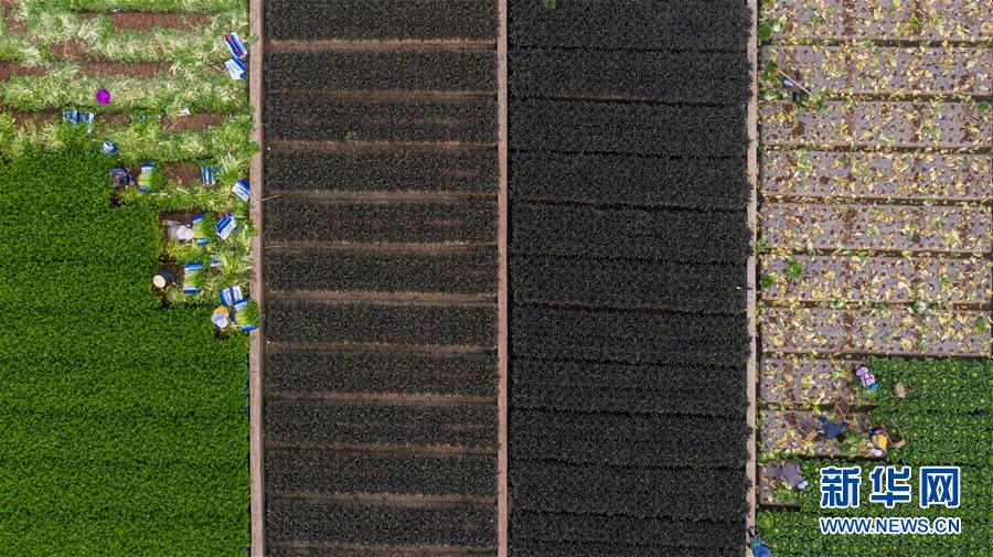 （抓好春耕備耕 穩(wěn)住農(nóng)業(yè)生產(chǎn)&middot;圖文互動(dòng)）（4）&ldquo;栽種的是菜苗，收獲的是希望&rdquo;&mdash;&mdash;云南蔬菜集散地通海縣春耕見(jiàn)聞 