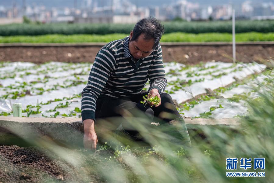 （抓好春耕備耕 穩(wěn)住農(nóng)業(yè)生產(chǎn)&middot;圖文互動(dòng)）（3）&ldquo;栽種的是菜苗，收獲的是希望&rdquo;&mdash;&mdash;云南蔬菜集散地通?？h春耕見(jiàn)聞 