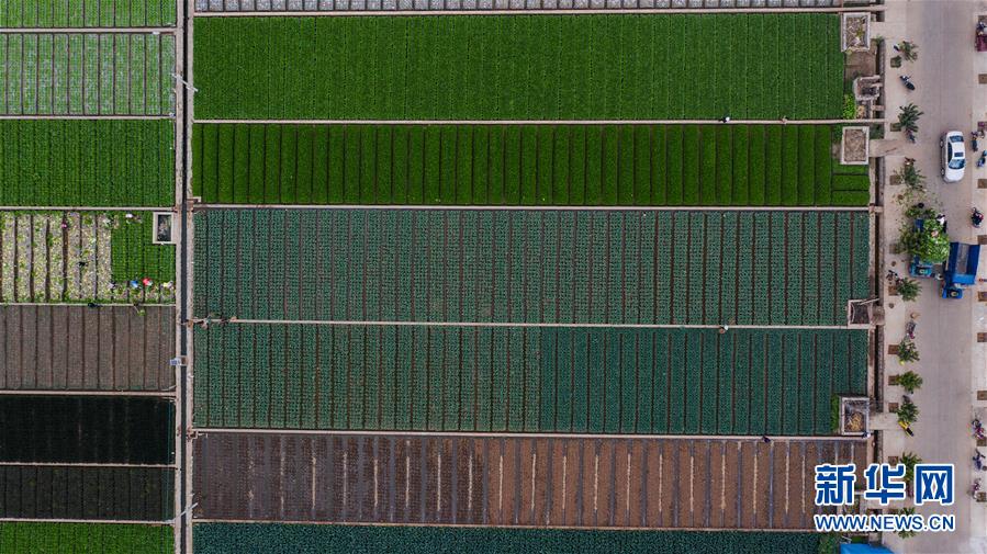 （抓好春耕備耕 穩(wěn)住農(nóng)業(yè)生產(chǎn)&middot;圖文互動(dòng)）（1）&ldquo;栽種的是菜苗，收獲的是希望&rdquo;&mdash;&mdash;云南蔬菜集散地通?？h春耕見(jiàn)聞 