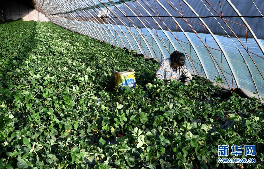 （在習近平新時代中國特色社會主義思想指引下&mdash;&mdash;新時代新作為新篇章&middot;習近平總書記關(guān)切事&middot;圖文互動）（3）戰(zhàn)&ldquo;疫&rdquo;要勁時，戰(zhàn)&ldquo;貧&rdquo;再加把勁！&mdash;&mdash;中央各部門助力脫貧攻堅很給力