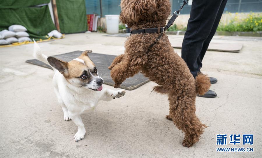 （聚焦疫情防控）（14）武漢：動(dòng)物醫(yī)院里的臨時(shí)&ldquo;奶爸&rdquo;