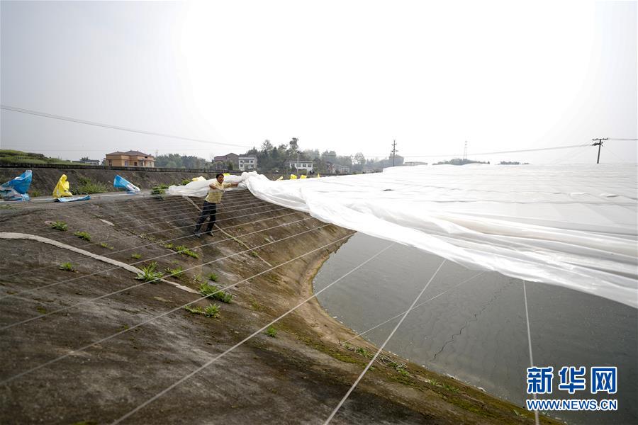 （圖文互動）（3）疏通產業(yè)鏈堵點 保障&ldquo;菜籃子&rdquo;供應&mdash;&mdash;重慶養(yǎng)殖大區(qū)力促養(yǎng)殖業(yè)補損復產