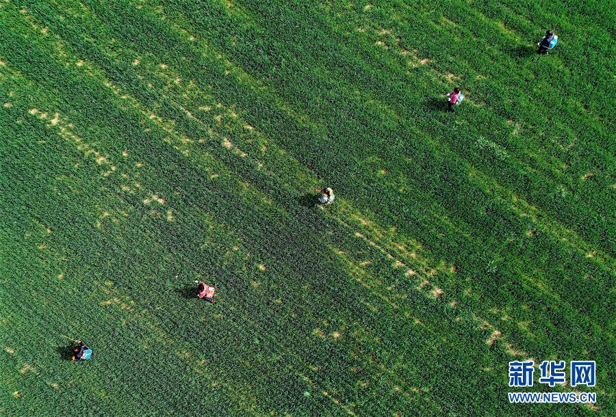 （新華全媒頭條&middot;圖文互動）（5）春天，匯聚復(fù)蘇的力量&mdash;&mdash;寫在2020年首季中國經(jīng)濟(jì)收官之際