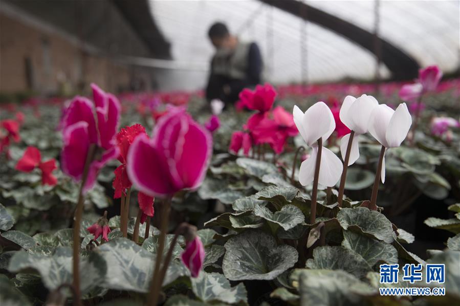 （在習(xí)近平新時(shí)代中國(guó)特色社會(huì)主義思想指引下&mdash;&mdash;新時(shí)代新作為新篇章&middot;習(xí)近平總書記關(guān)切事&middot;圖文互動(dòng)）（2）希望的田野，希望的春天&mdash;&mdash;各地農(nóng)業(yè)生產(chǎn)新動(dòng)態(tài)掃描