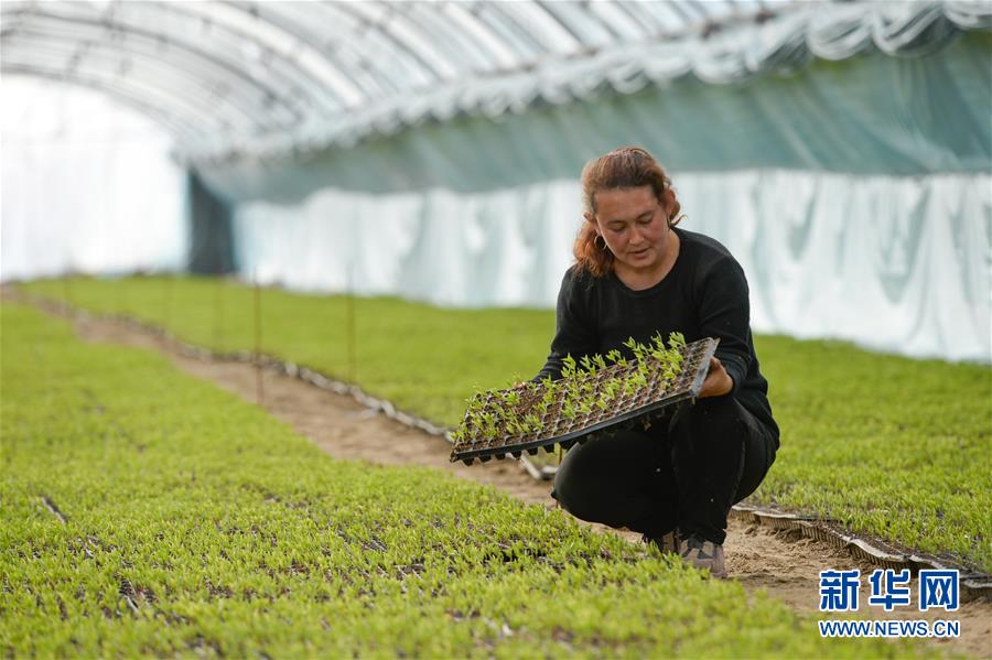 （決戰(zhàn)決勝脫貧攻堅(jiān)&middot;圖文互動(dòng)）（8）決戰(zhàn)昆侖&mdash;&mdash;新疆聚焦10個(gè)未摘帽縣展開(kāi)深度貧困攻堅(jiān)戰(zhàn) 