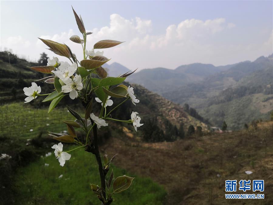 （決戰(zhàn)決勝脫貧攻堅&middot;圖文互動）（1）寄相思，償夙愿&mdash;&mdash;5封清明&ldquo;家書&rdquo;里的決戰(zhàn)決勝信念