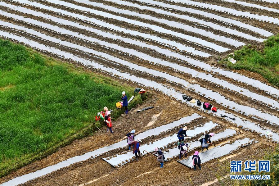 (決戰(zhàn)決勝脫貧攻堅·圖文互動)(5)貴州黔東南:搶抓壩區(qū)春耕 決勝脫貧攻堅