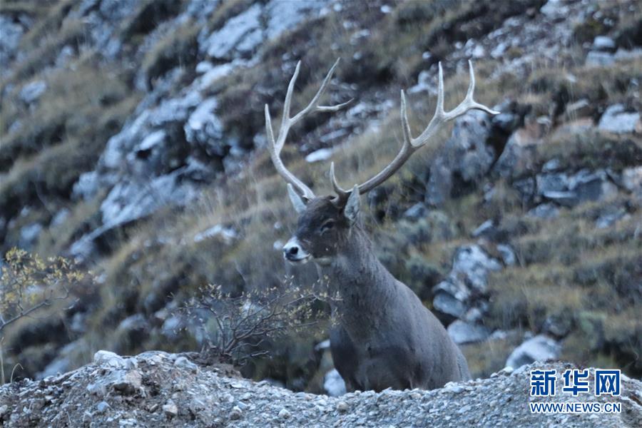 (玉樹地震10周年·圖文互動)(2)牧民才仁尼瑪?shù)?ldquo;科研”人生