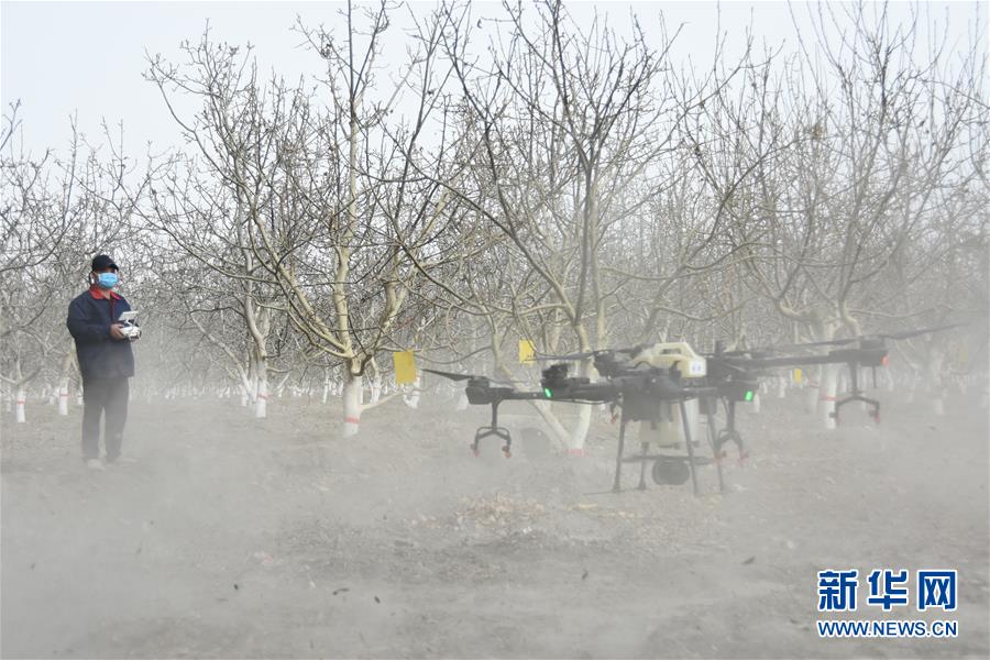 (決戰(zhàn)決勝脫貧攻堅·圖文互動)(1)南疆林果合作社百人技術隊的“核桃雄心”