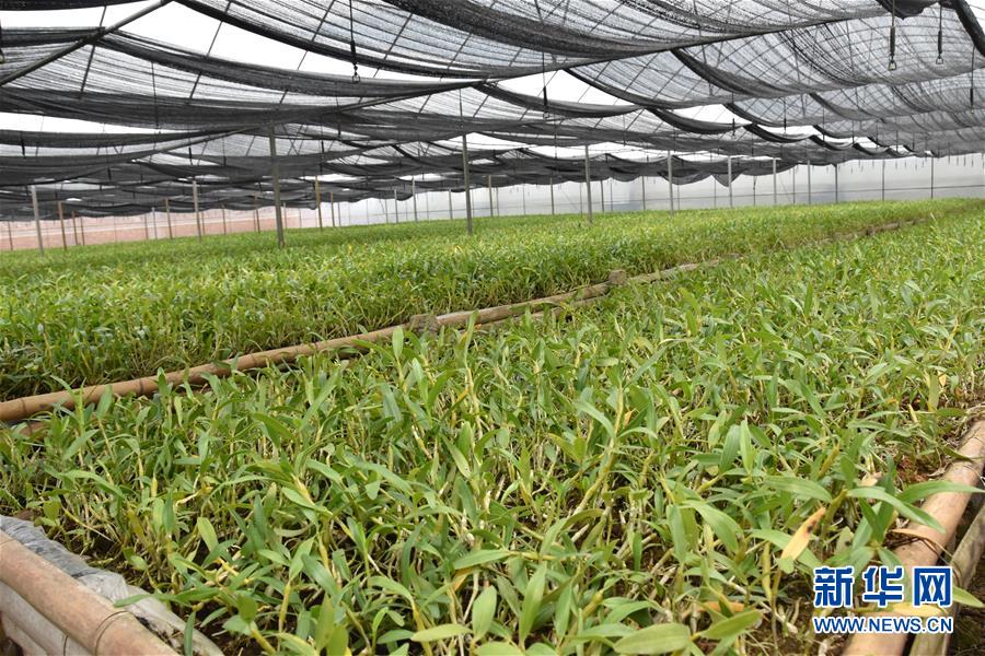 （決戰(zhàn)決勝脫貧攻堅&middot;圖文互動）（1）這個脫貧縣的石頭為何比土金貴？