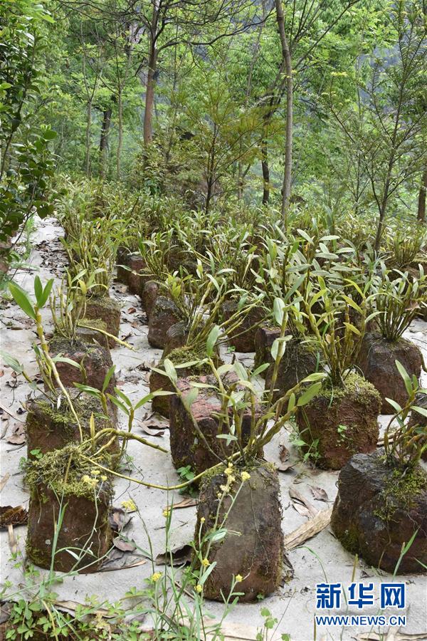 （決戰(zhàn)決勝脫貧攻堅&middot;圖文互動）（3）這個脫貧縣的石頭為何比土金貴？