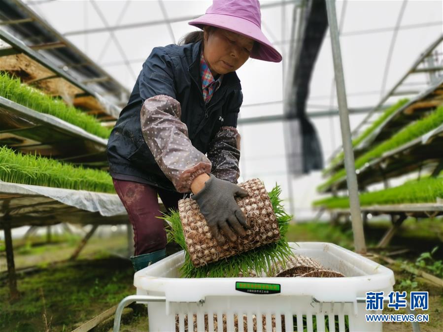 （聚焦農(nóng)業(yè)復(fù)工復(fù)產(chǎn)&middot;圖文互動）（1）發(fā)力&ldquo;單改雙&rdquo; &mdash;&mdash;水稻大省湖南的雙季稻攻堅(jiān)戰(zhàn)