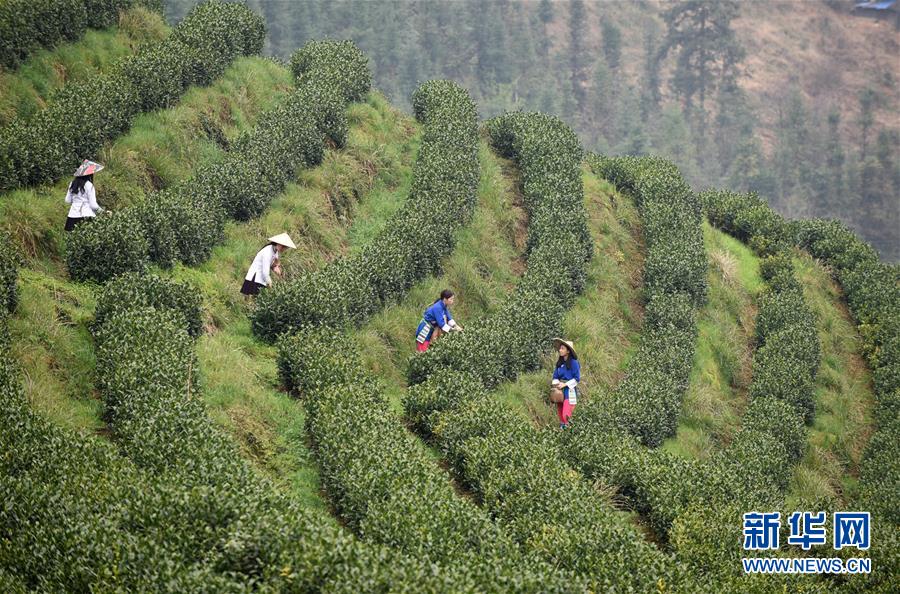 （決戰(zhàn)決勝脫貧攻堅(jiān)&middot;圖文互動）（3）田野&ldquo;變奏&rdquo;讓薄土&ldquo;生金&rdquo;&mdash;&mdash;貴州農(nóng)村產(chǎn)業(yè)革命助推脫貧攻堅(jiān)見聞