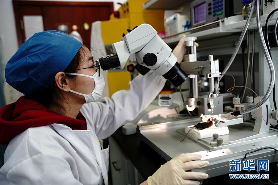 （圖文互動）（2）攻擊行為如何被大腦控制？科學(xué)家在小鼠大腦中發(fā)現(xiàn)&ldquo;調(diào)節(jié)開關(guān)&rdquo;