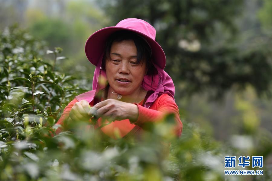 （新華全媒頭條&middot;圖文互動）（2）紅土地上的&ldquo;綠色減貧&rdquo;決戰(zhàn)&mdash;&mdash;大別山&ldquo;將軍縣&rdquo;金寨脫貧紀(jì)實(shí)