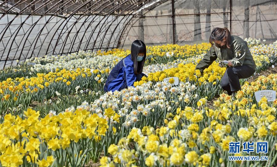 （圖文互動）（6）這座小城，鐫刻下怎樣的&ldquo;世園印記&rdquo;&mdash;&mdash;北京世園會開園一周年探訪延慶