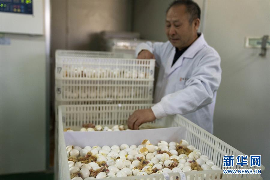 （決戰(zhàn)決勝脫貧攻堅&middot;圖文互動）（1）小鴿子帶來大希望&mdash;&mdash;河北阜平硒鴿產業(yè)&ldquo;飛翔&rdquo;記