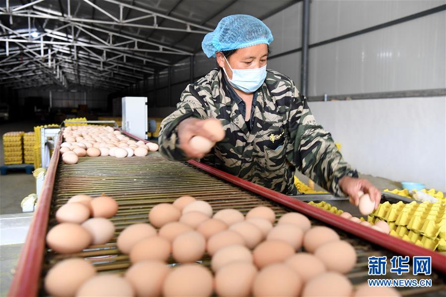 （決戰(zhàn)決勝脫貧攻堅(jiān)&middot;圖文互動(dòng)）（1）河南汝陽：發(fā)展特色種植養(yǎng)殖產(chǎn)業(yè)助力農(nóng)民脫貧