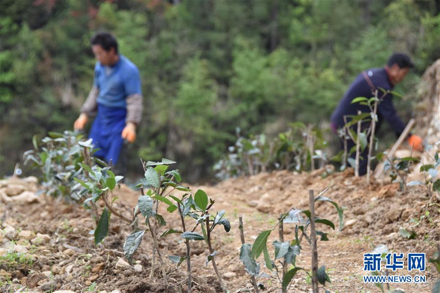 (圖片互動)(3)再訪貴州極貧鄉(xiāng)鎮(zhèn)看“四變”