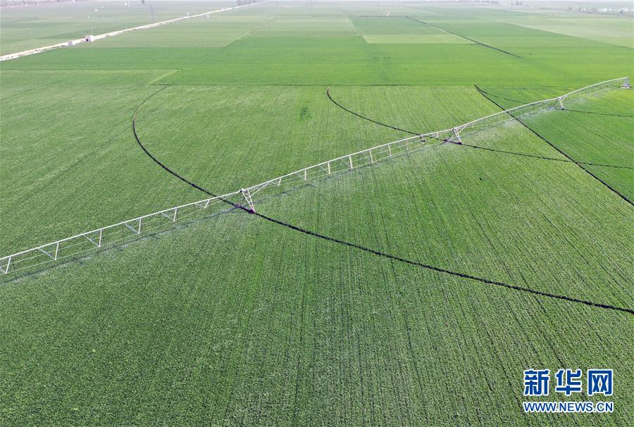 （在習(xí)近平新時(shí)代中國特色社會主義思想指引下&mdash;&mdash;新時(shí)代新作為新篇章&middot;習(xí)近平總書記關(guān)切事&middot;圖文互動）（4）新農(nóng)事、新希望&mdash;&mdash;夏收前田間新動態(tài)掃描