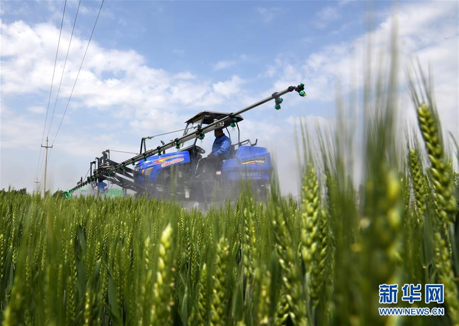 （在習(xí)近平新時(shí)代中國特色社會主義思想指引下&mdash;&mdash;新時(shí)代新作為新篇章&middot;習(xí)近平總書記關(guān)切事&middot;圖文互動）（7）新農(nóng)事、新希望&mdash;&mdash;夏收前田間新動態(tài)掃描