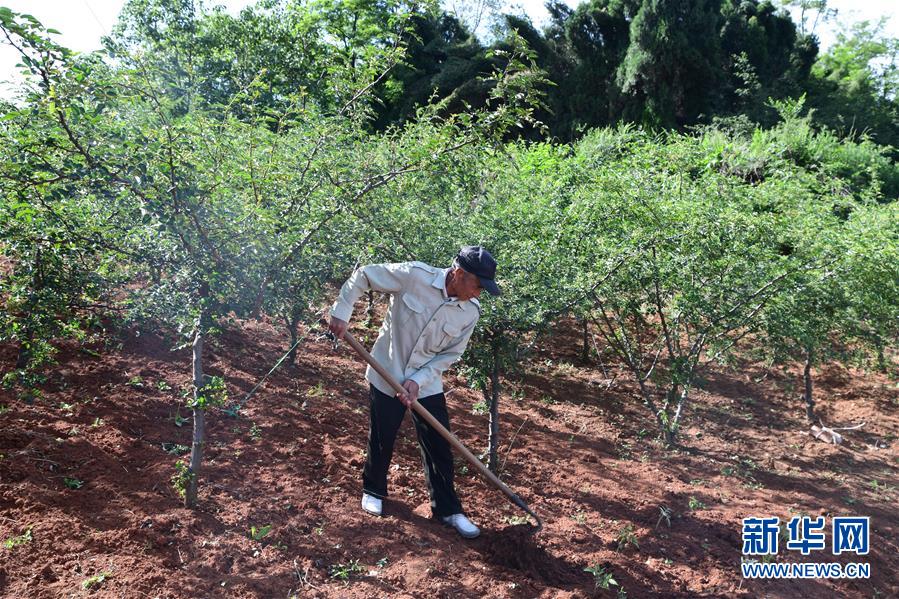 （決戰(zhàn)決勝脫貧攻堅&middot;圖文互動）（4）暮投石壕村