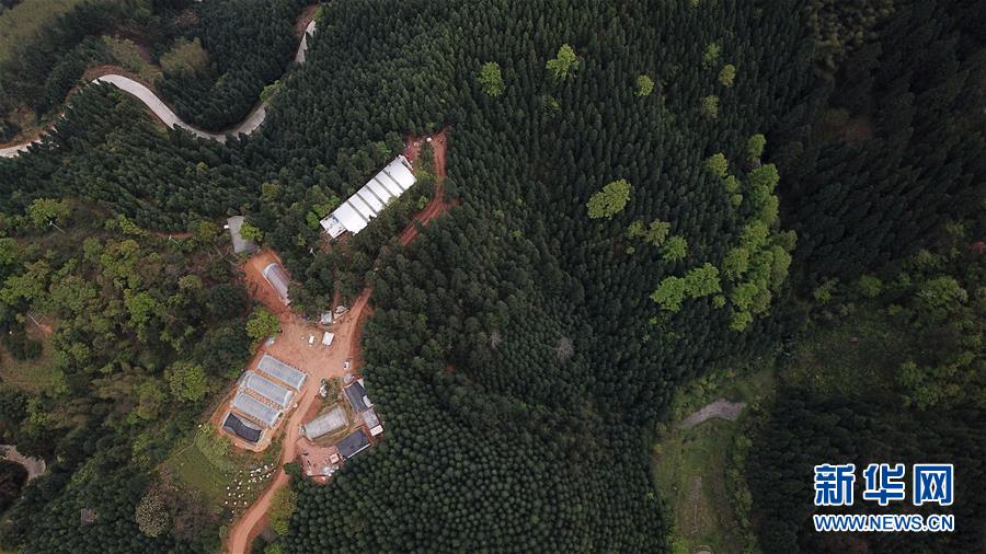 (決戰(zhàn)決勝脫貧攻堅(jiān)·圖文互動(dòng))(3)“小蜂王”的大夢(mèng)想