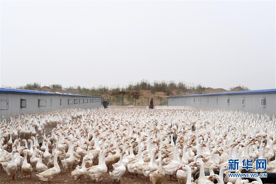 （決戰(zhàn)決勝脫貧攻堅(jiān)&middot;聚焦三區(qū)三州&middot;圖文互動(dòng)）（2）號(hào)角聲里看于田&mdash;&mdash;來(lái)自庫(kù)爾班大叔故鄉(xiāng)的脫貧報(bào)告