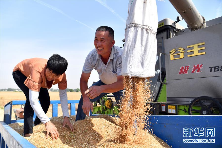 (關(guān)注三夏·圖文互動(dòng))(1)2020 豐收的心情