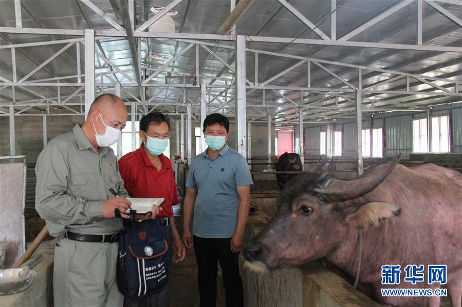 （決戰(zhàn)決勝脫貧攻堅&middot;圖文互動）（1）駐村第一書記當(dāng)起&ldquo;蝦農(nóng)&rdquo;&ldquo;牛倌&rdquo;