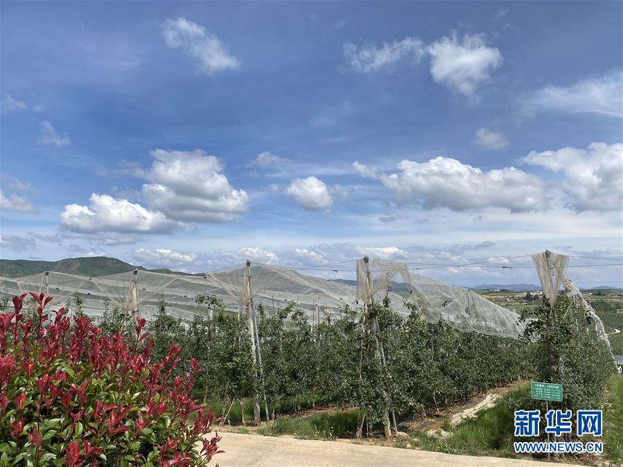 （決戰(zhàn)決勝脫貧攻堅(jiān)&middot;圖文互動(dòng)）（3）高原紅了，日子好了&mdash;&mdash;貴州海拔最高縣發(fā)展蘋果產(chǎn)業(yè)見(jiàn)聞