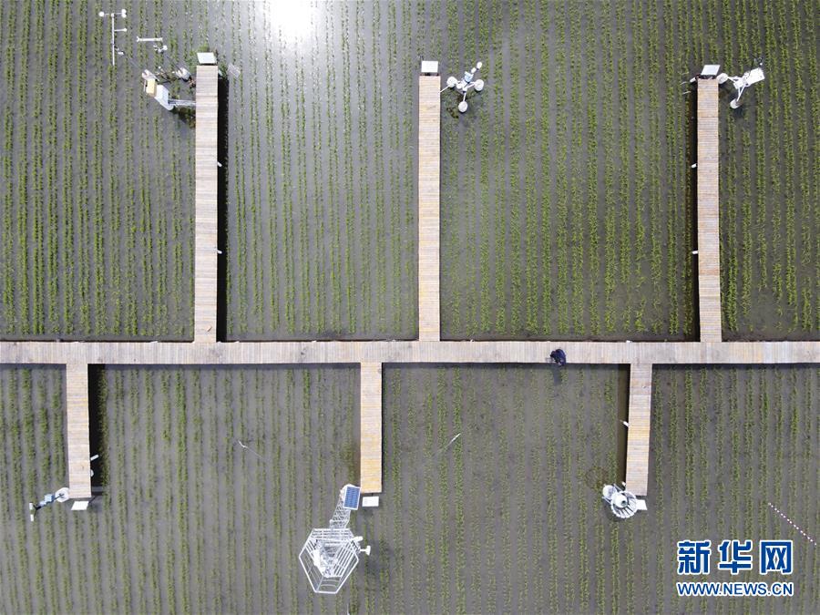 （走向我們的小康生活&middot;圖文互動(dòng)）（5）端牢&ldquo;中國(guó)飯碗&rdquo; 播種綠色小康