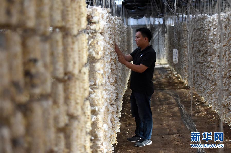  （新華全媒頭條&middot;圖文互動）（7）青春，在希望的田野上&mdash;&mdash;大別山區(qū)尋訪&ldquo;城歸&rdquo;大學(xué)畢業(yè)生