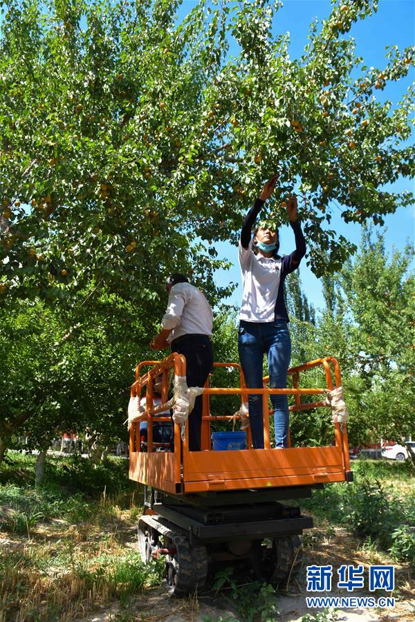 (決戰(zhàn)決勝脫貧攻堅·圖文互動)(2)新疆“杏鄉(xiāng)”:杏果飄香 走出深閨助脫貧