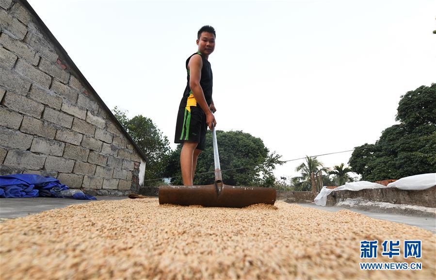 （走向我們的小康生活&middot;圖文互動）（4）黎苗山鄉(xiāng)種養(yǎng)&ldquo;老行當&rdquo;擦亮&ldquo;綠色牌&rdquo;