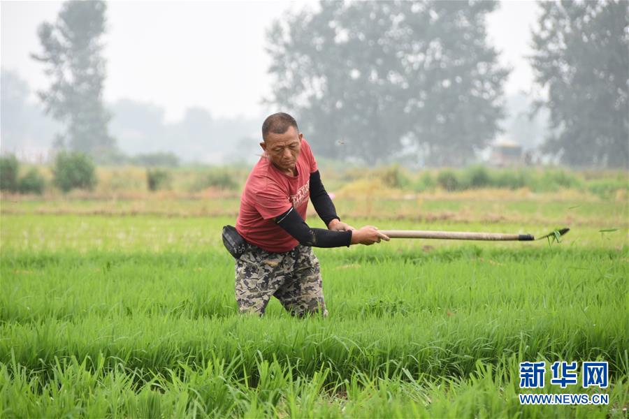 （防汛抗洪&middot;圖文互動）（4）洞庭湖畔打響糧食保衛(wèi)戰(zhàn)