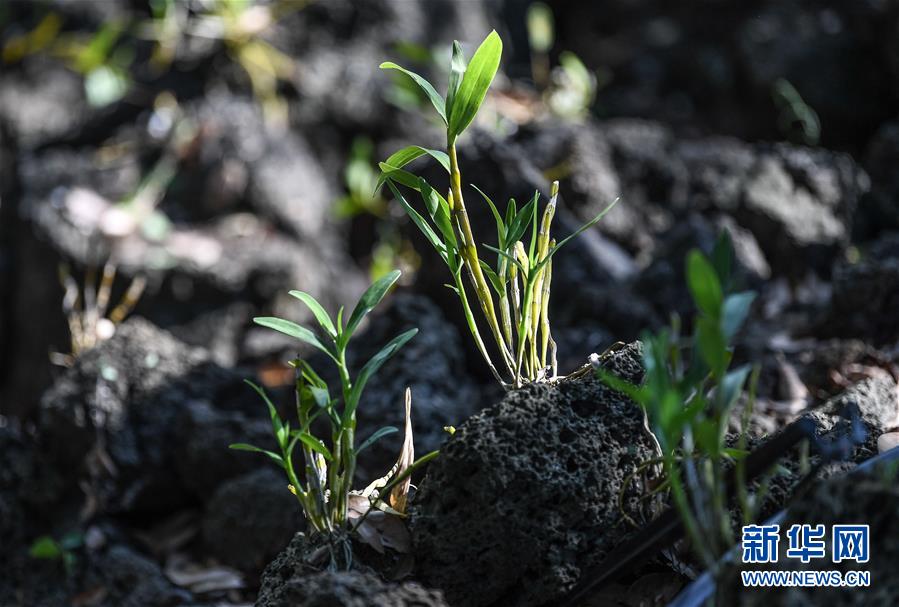 (新華全媒頭條·走向我們的小康生活·圖文互動(dòng))(13)留住鄉(xiāng)愁留住美——千村競秀綴瓊州