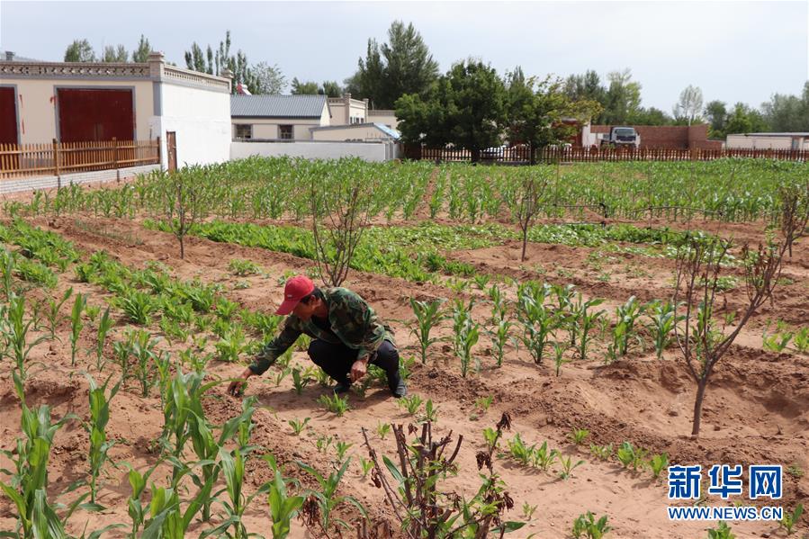 (鄉(xiāng)村振興·圖文互動(dòng))(1)內(nèi)蒙古伊金霍洛旗:自家生豬基地養(yǎng) 環(huán)境好來收入旺