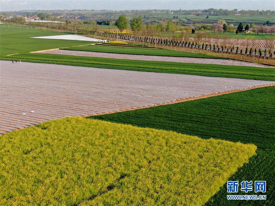 （在習近平新時代中國特色社會主義思想指引下&mdash;&mdash;新時代新作為新篇章&middot;習近平總書記關切事&middot;圖文互動）（7）食為政首&mdash;&mdash;穩(wěn)住農業(yè)基本盤增添發(fā)展底氣