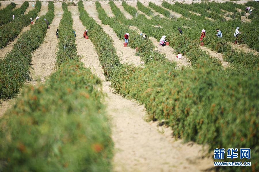 （新華全媒頭條&middot;走向我們的小康生活&middot;圖文互動(dòng)）（7）23萬人的命運(yùn)轉(zhuǎn)折&mdash;&mdash;我國(guó)最大易地生態(tài)移民安置區(qū)的脫貧密碼